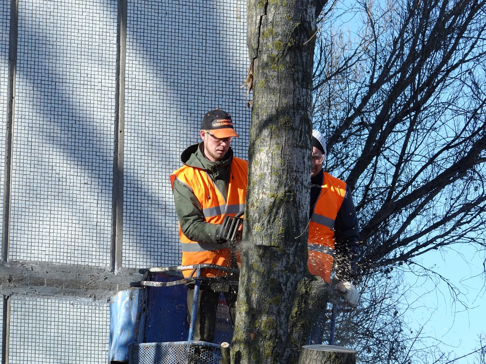 men on a tree