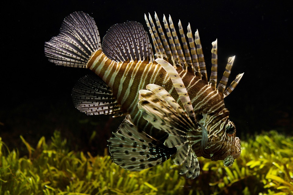 fish 2