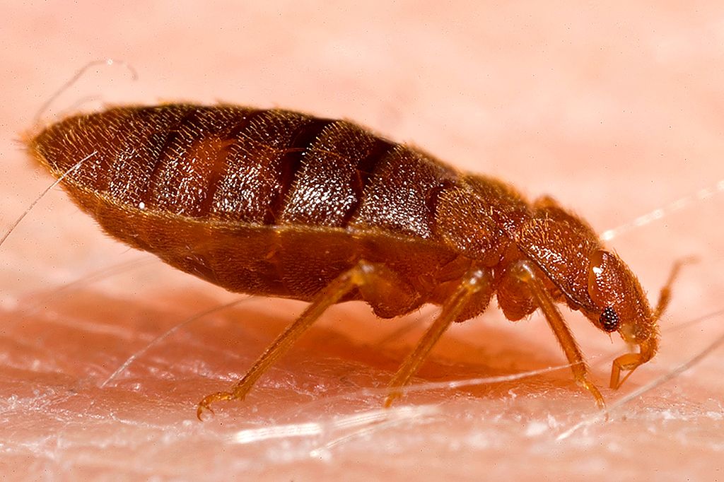 lice